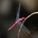 Orthemis discolor (Carmine Skimmer)-4.jpg